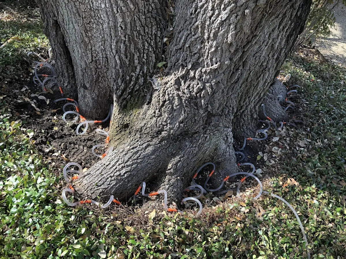 Detailed Tree Cabling and Bracing job site in Cross Timbers