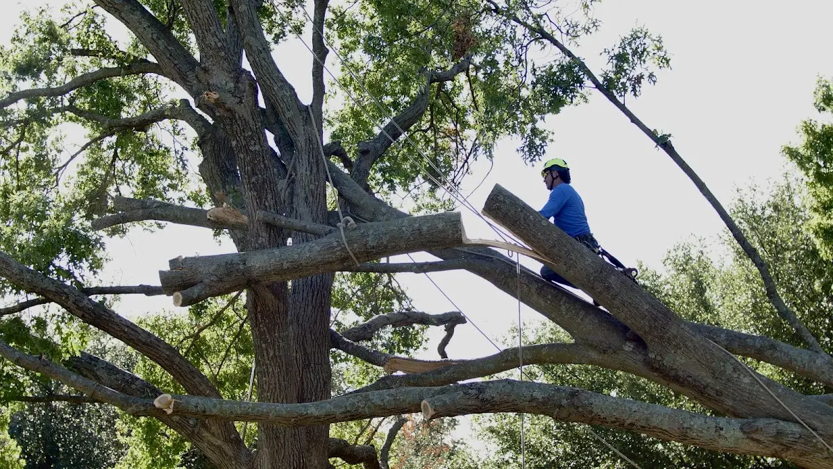 Professional Crown Thinning performed by certified arborists in Cross Timbers