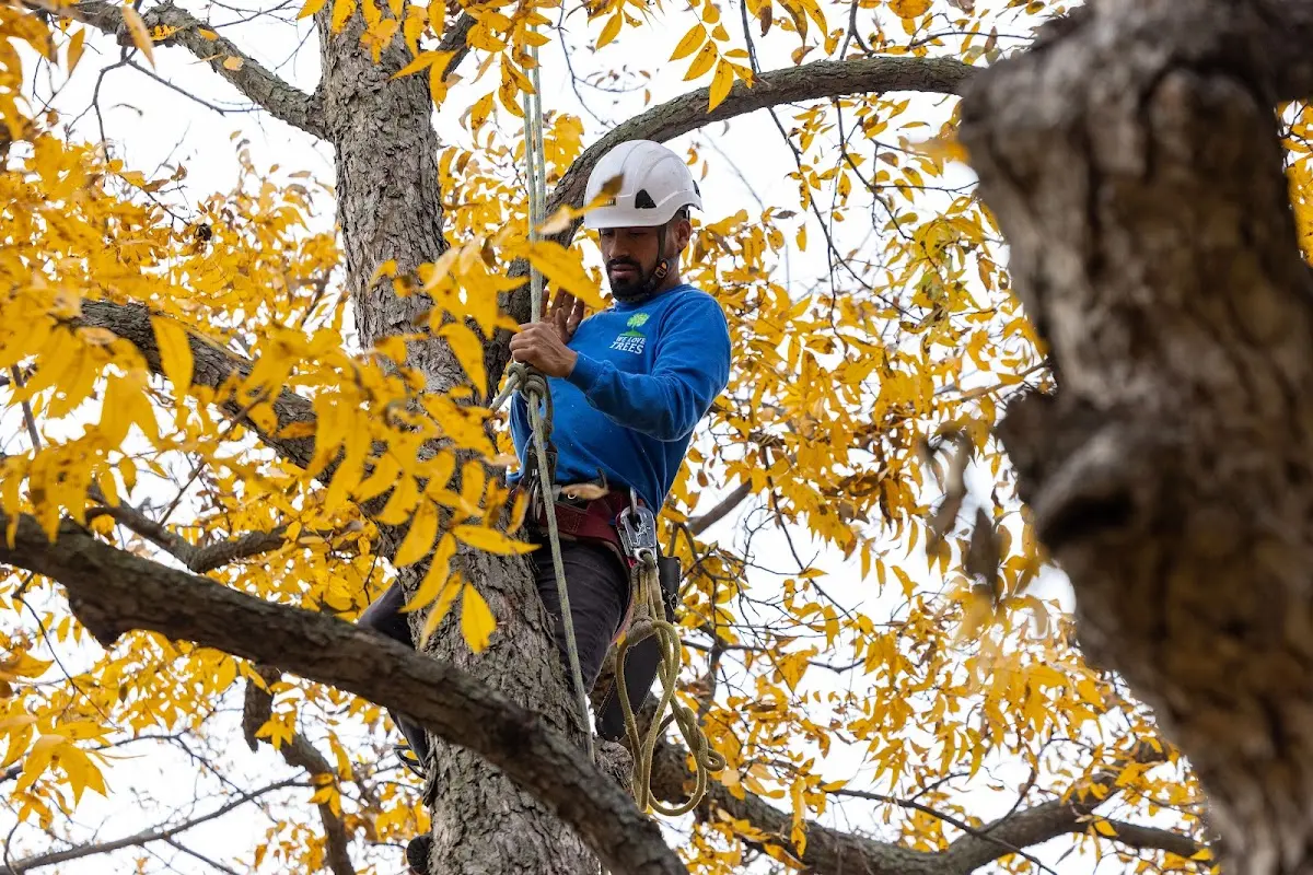 Skilled Tree Trimming crew working in Cross Timbers